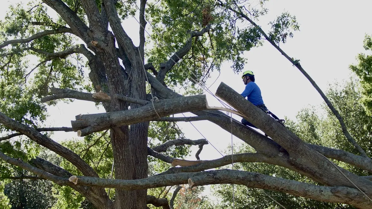 Professional Crown Thinning performed by certified arborists in Cockeysville